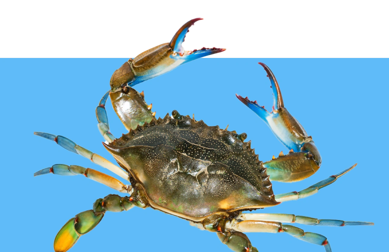 Authentic blue crab, Callinectes sapidus