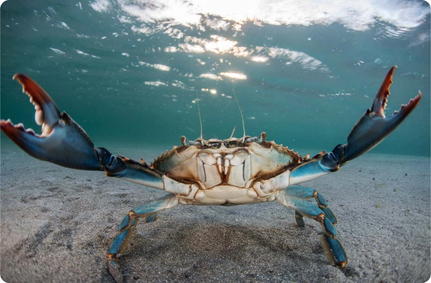 Blue crab underwater